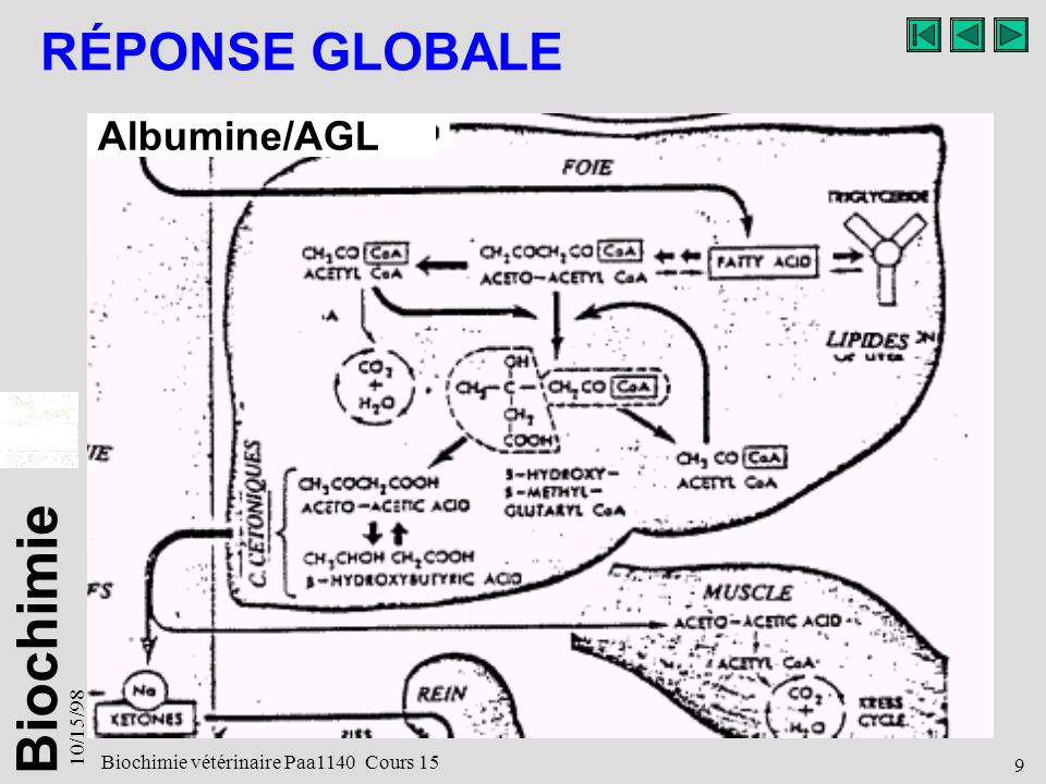 CHAPITRE 3 Structures et fonctions des enzymes ppt video online